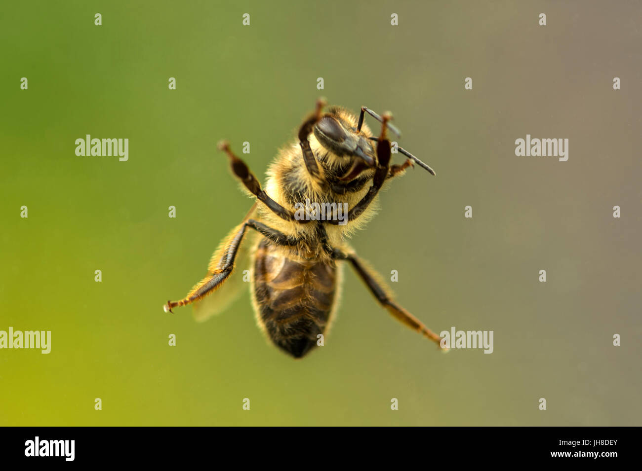 Einzelne britische Honigbiene (Apis) dargestellt hautnah durch Glas Transparenz, Hintergrund isoliert Stockfoto
