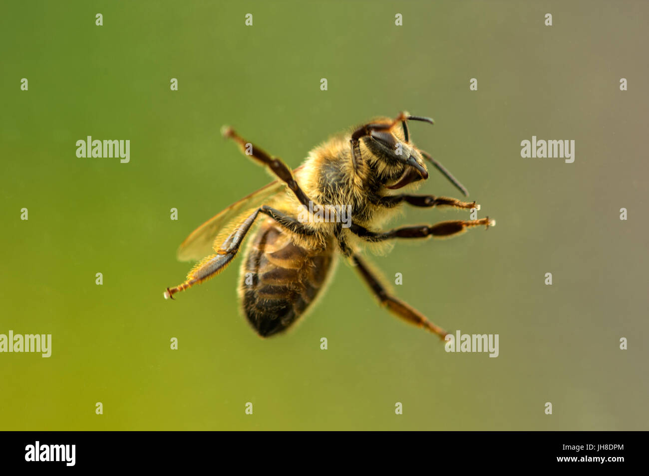 Einzelne britische Honigbiene (Apis) dargestellt hautnah durch Glas Transparenz, Hintergrund isoliert Stockfoto