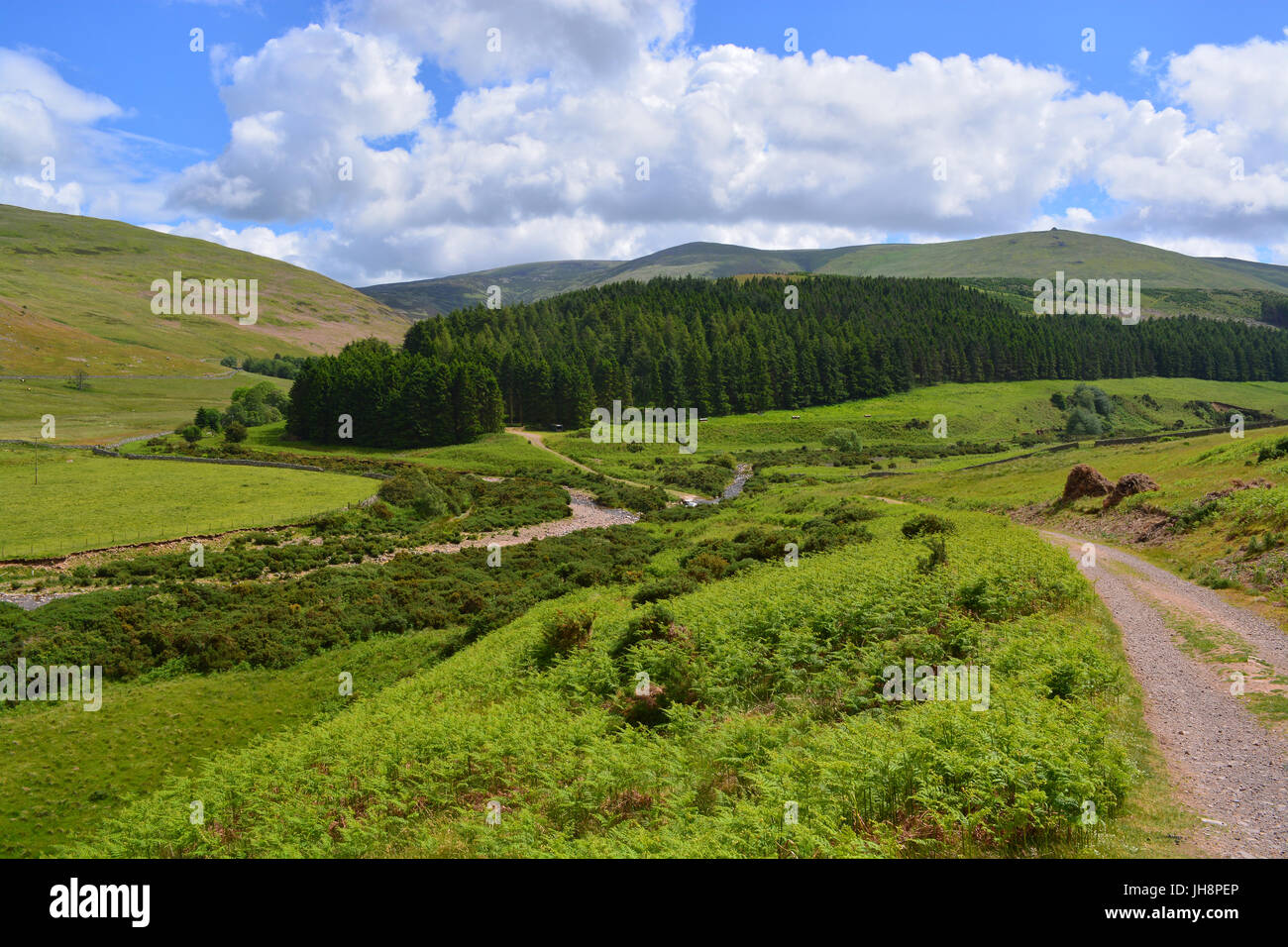 College-Tal, Northumberland Stockfoto
