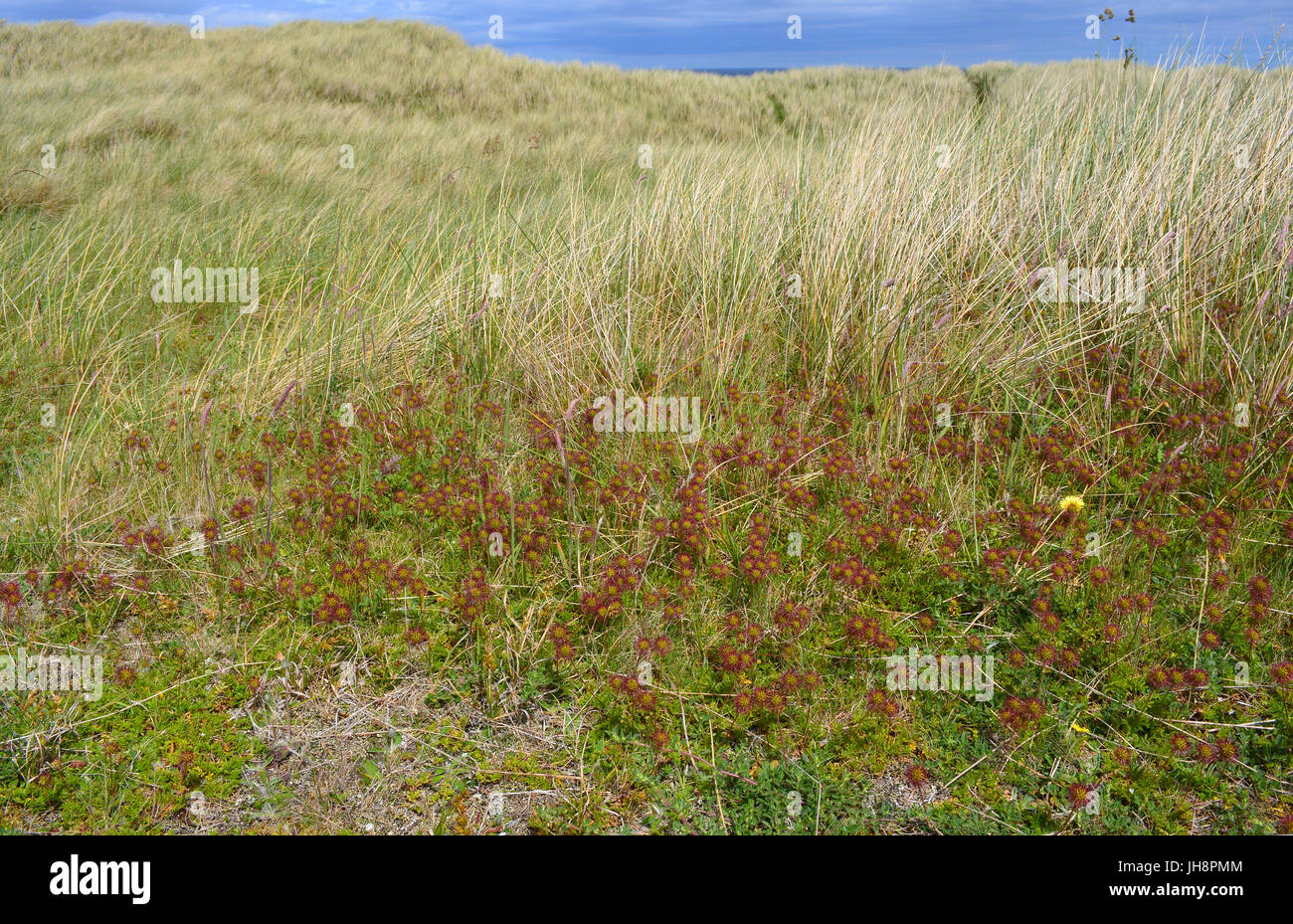 Piri Piri Burr Stockfoto