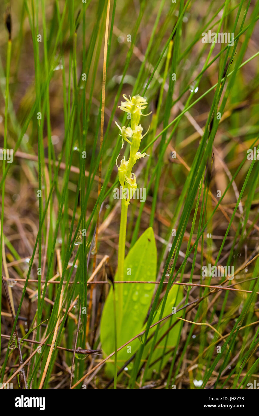 Eine schöne seltene Moor-Orchidee blüht im Sommer Moor. Nahaufnahme Makro-Foto, geringe Schärfentiefe. Stockfoto