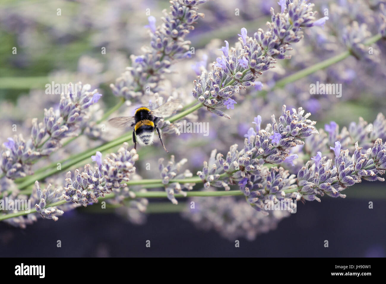 Hummel ist die Sommer-Nachmittag mit Lavendel Pollen Fütterung. Stockfoto