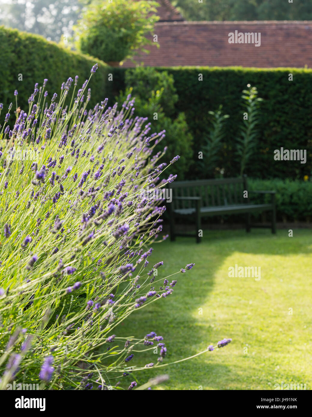 Lavendel im Garten Stockfoto