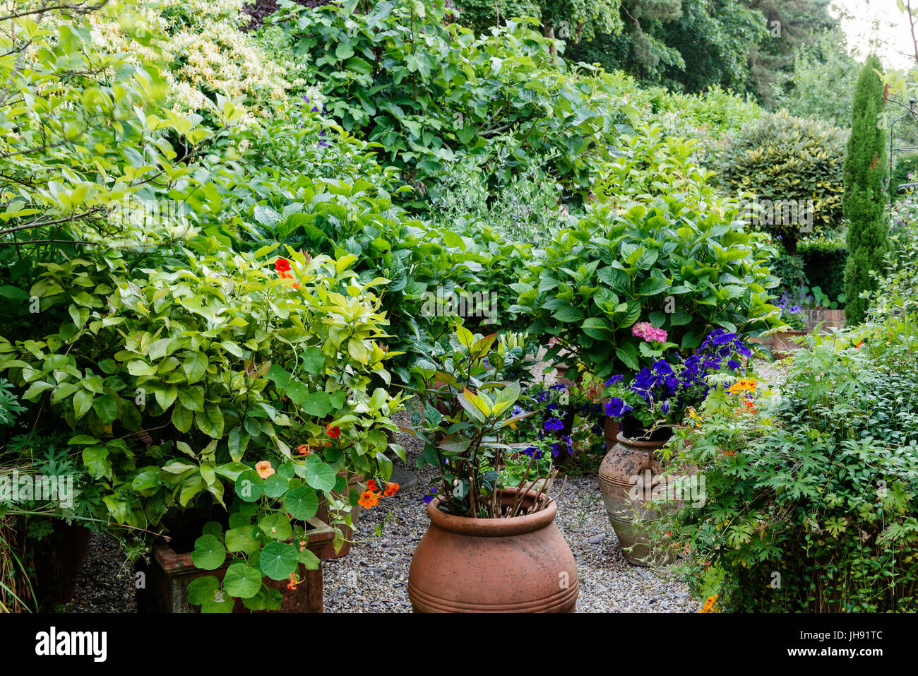 Topfpflanzen im Garten Stockfoto