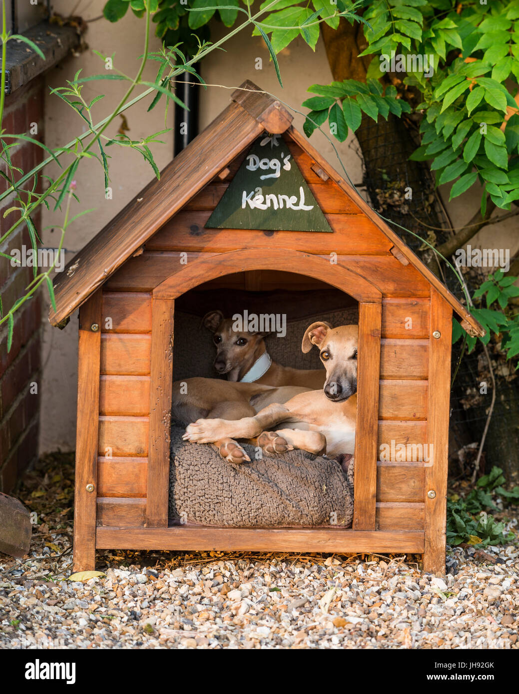 Hunde im Zwinger aus Holz Stockfoto