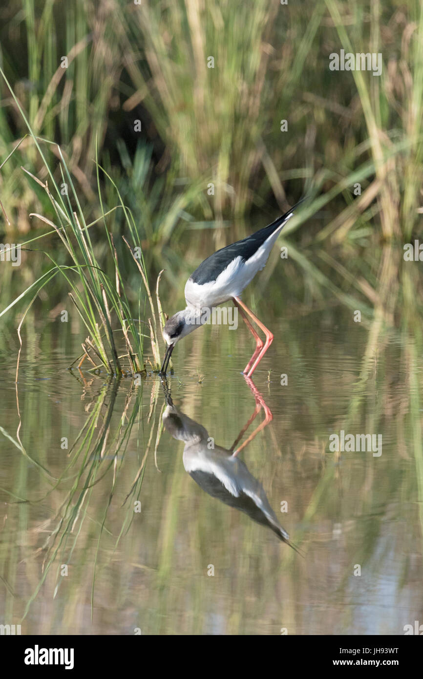 Schwarz geflügelte Stelzenläufer (Himantopus Himantopus) auf Nahrungssuche in Wasser mit Reflexion, Ranthambore Nationalpark, Rajasthan, Indien. Stockfoto