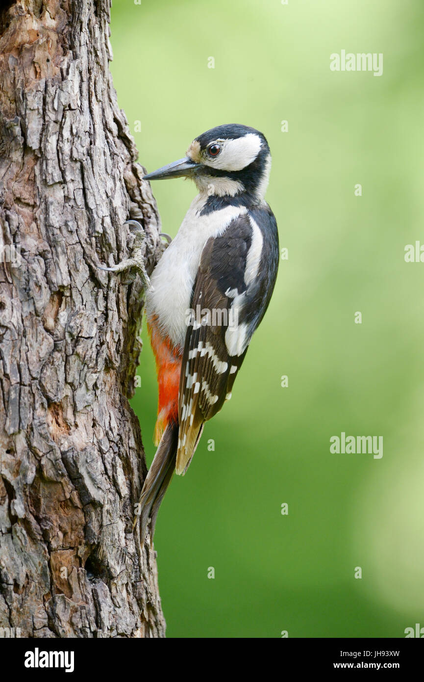 Buntspecht (Dendrocopos großen) auf einem Baum, Ungarn Stockfoto