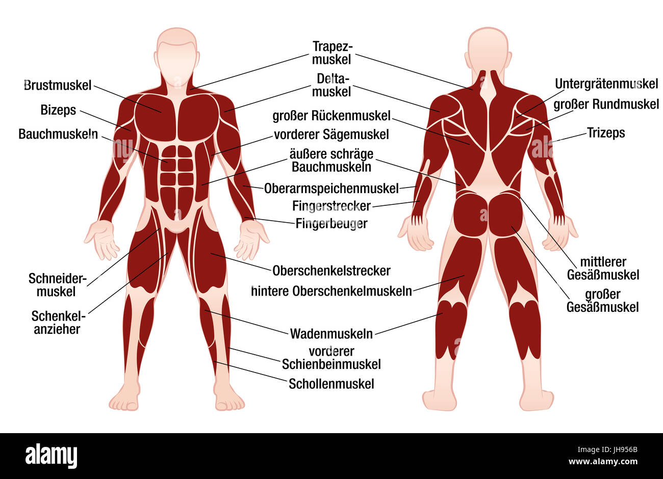 Muskel-Diagramm mit deutscher Beschreibung der wichtigsten Muskeln des menschlichen Körpers - Vorder- und Rückansicht - Abbildung auf weißem Hintergrund. Stockfoto