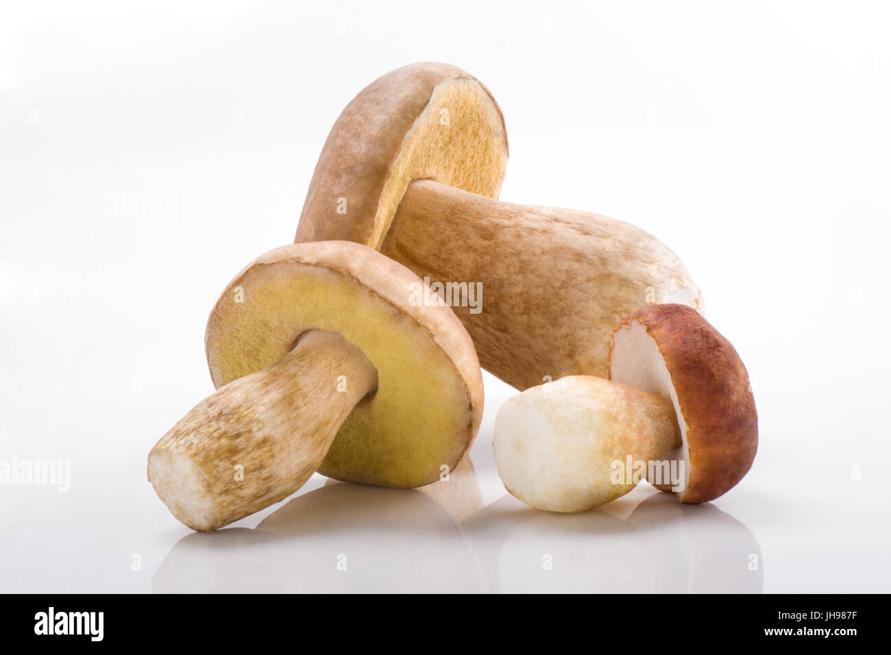 Steinpilze Pilze, Steinpilze Pilze, Wald, Speisepilz Stockfoto