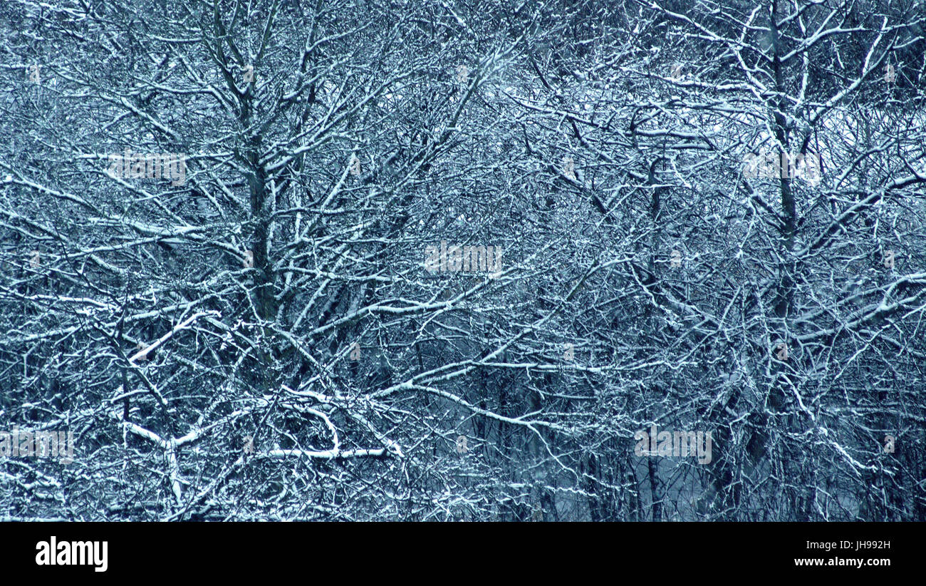 Blaue Milchglas Zweige Winter Konzept schuss White Christmas Stockfoto