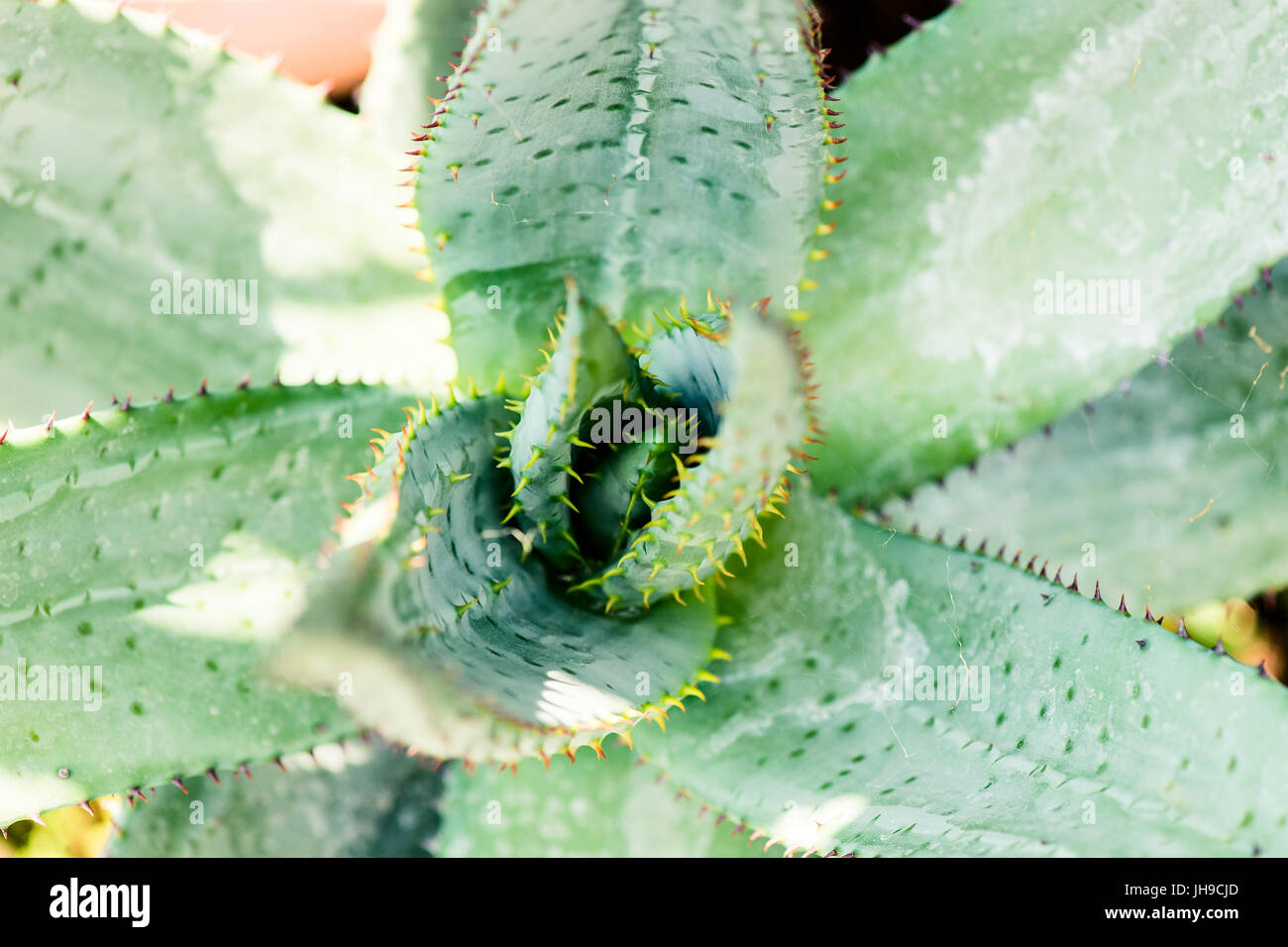 Aloe Ferox Sukkulente - Xanthorrhoeaceae - botanische Hintergründe Stockfoto