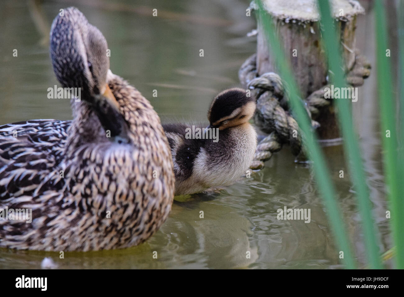 Weibliche Stockente mit einzelnen Küken Entlein stehend auf einem Unterwasser Seil Stockfoto