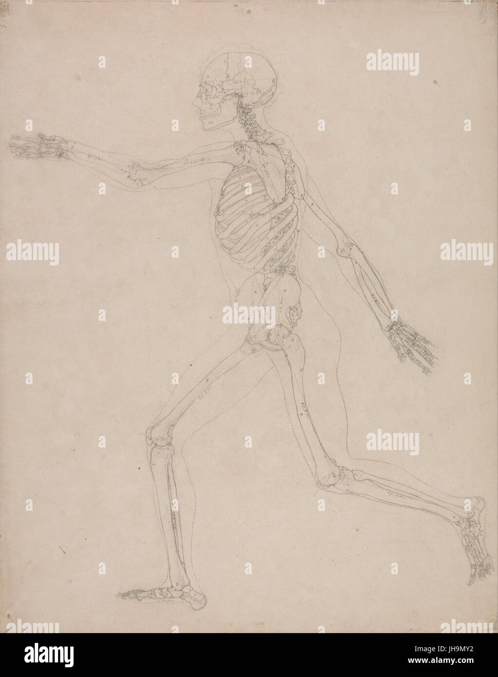 George Stubbs - A vergleichende anatomische Darstellung der Struktur des menschlichen Körpers mit dem ein Tiger und ein Co... -(2357260) Stockfoto