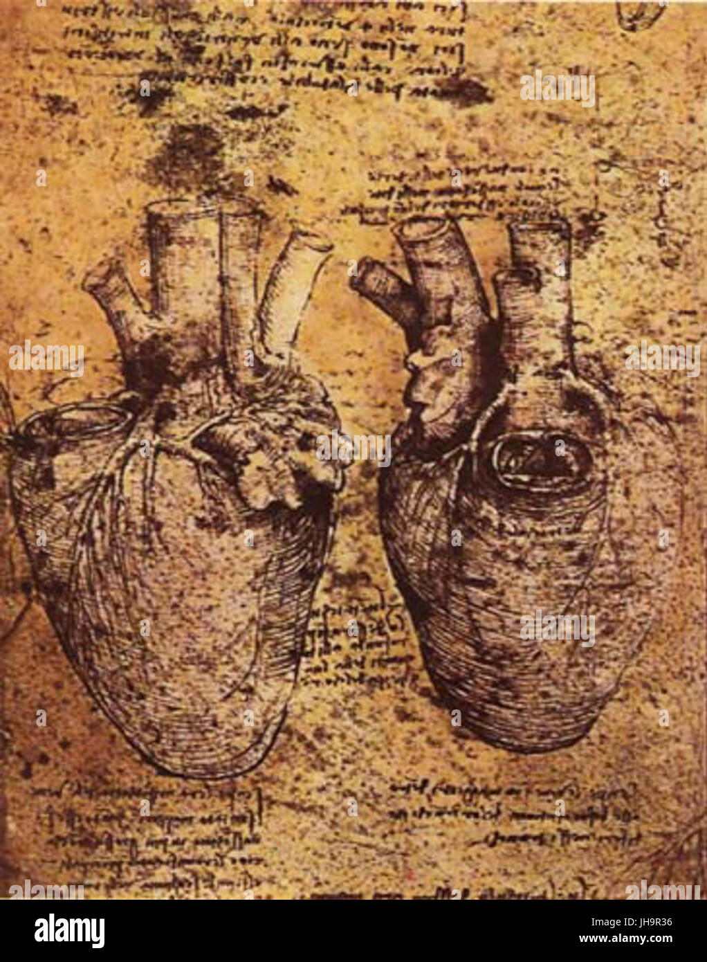 Herz und Gefäße von da Vinci Stockfoto