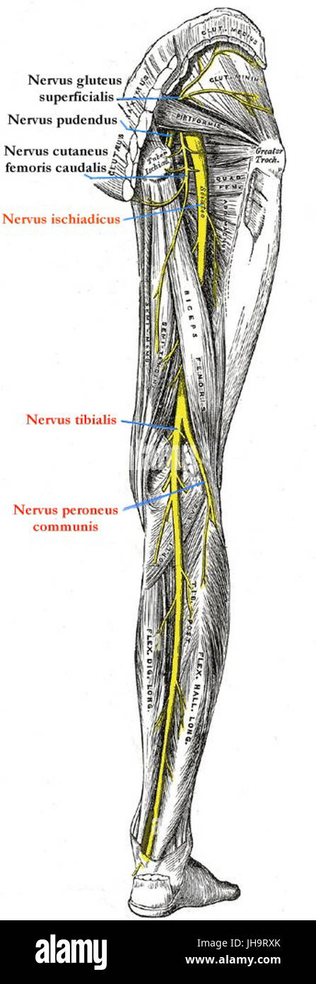 Ischiadicus Stockfoto
