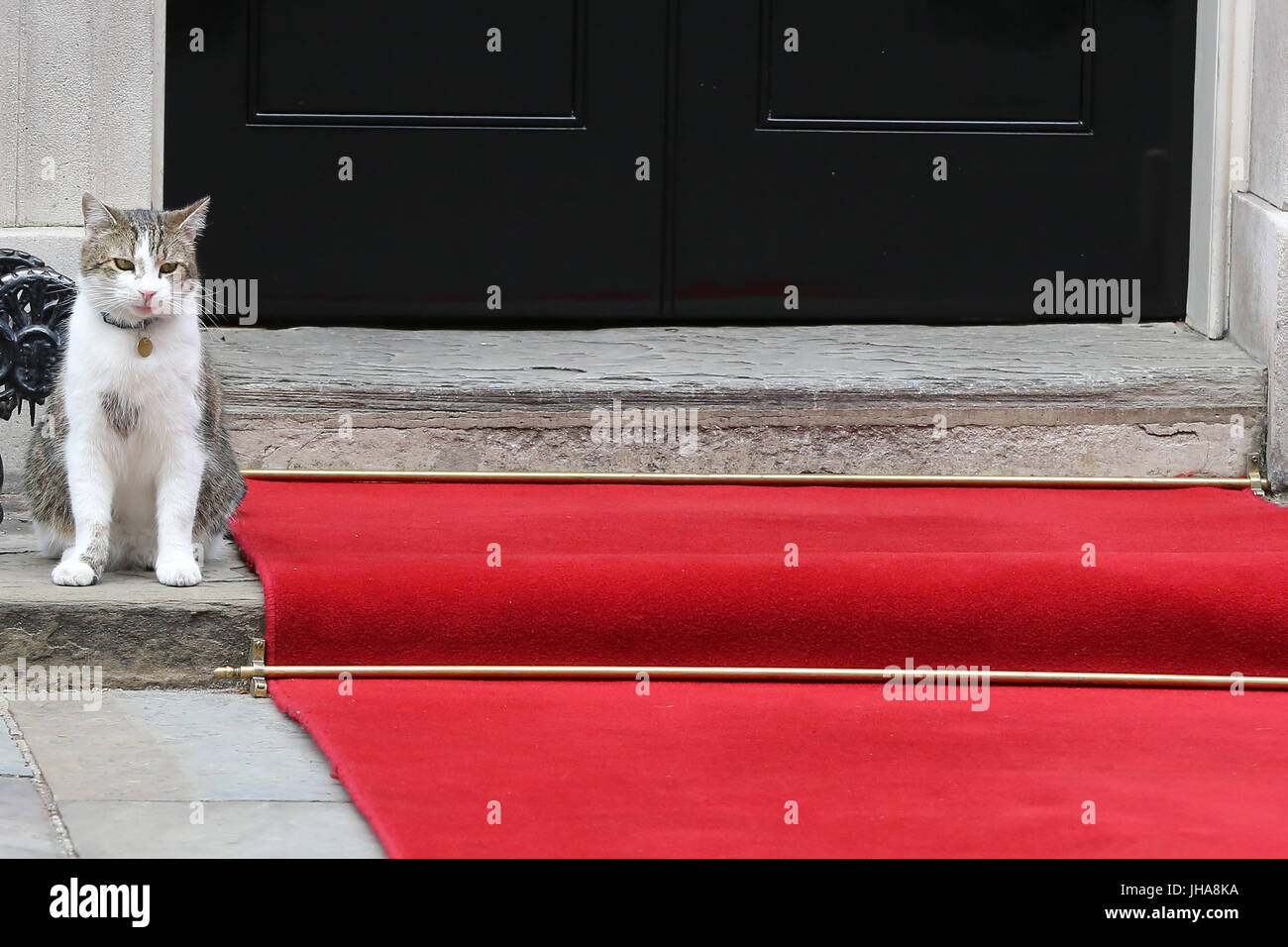 Downing Street. London, UK. 13. Juli 2017. Larry, chief Mouser in Nummer 10 Downing Street sitzt neben dem roten Teppich, das für seine Majestät König Felipe VI von Spanien am zweiten Tag der spanischen Könige gerollt wird dreitägigen Staatsbesuch in der UK-Credit: Dinendra Haria/Alamy Live News Stockfoto