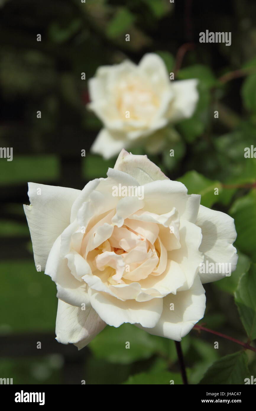 Rosa "Madame Alfred Carrière", eine Wiederholung blühend, Haselnussbutter Kletterrose in voller Blüte, englischer Garten - Ende Mai Stockfoto