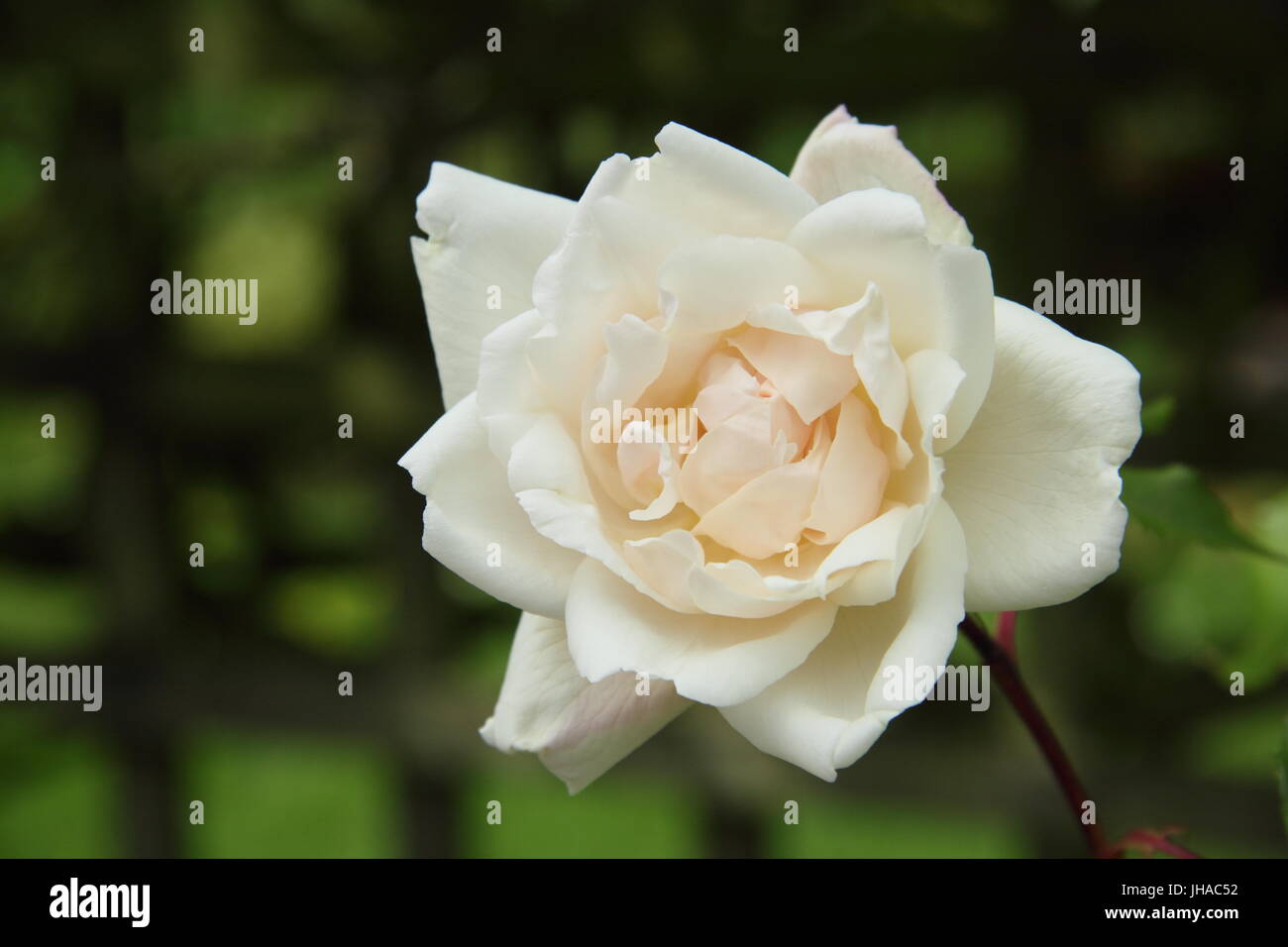 Rosa "Madame Alfred Carrière", eine Wiederholung blühend, Haselnussbutter Kletterrose in voller Blüte, englischer Garten - Ende Mai Stockfoto