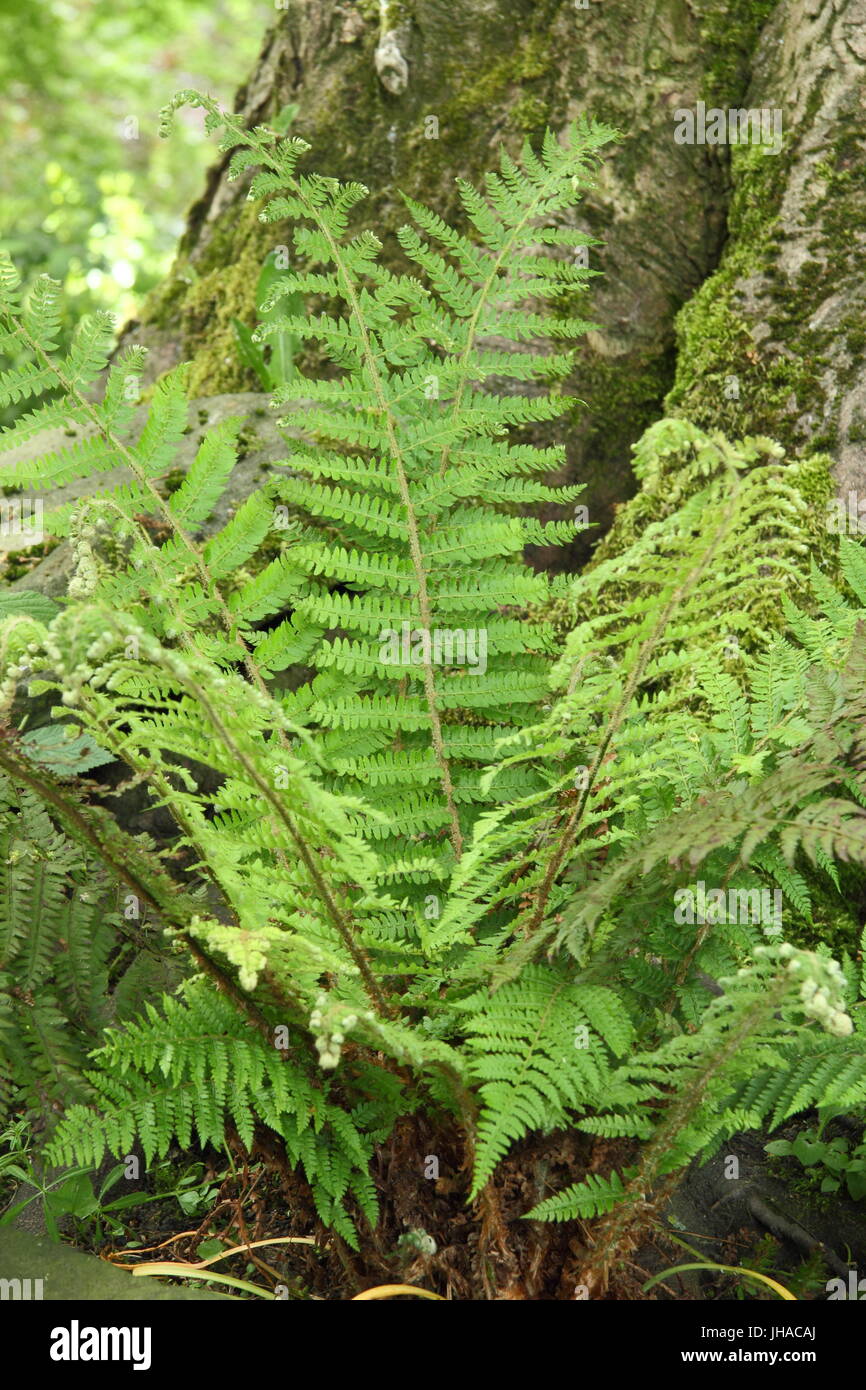 Dryopteris "Wallichana" Farn, der die leichte Waldfläche eines englischen Gartens, England, Großbritannien, anwächst Stockfoto