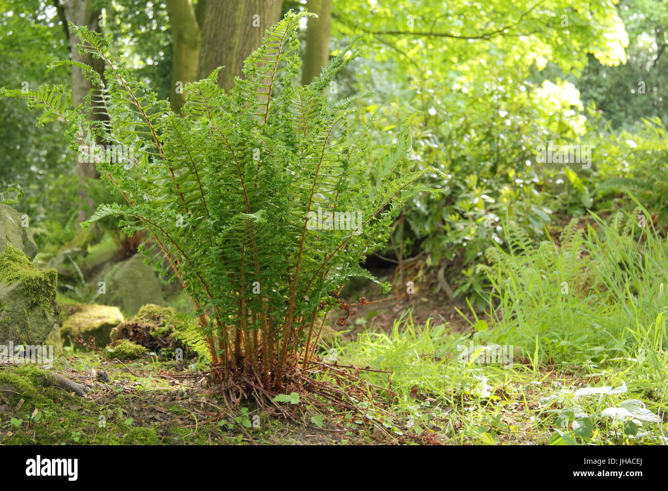 Dryopteris Affinis 'Cristata', oft als König der englischen Farne, in das Waldgebiet von einem englischen Garten Ende Mai, UK Stockfoto