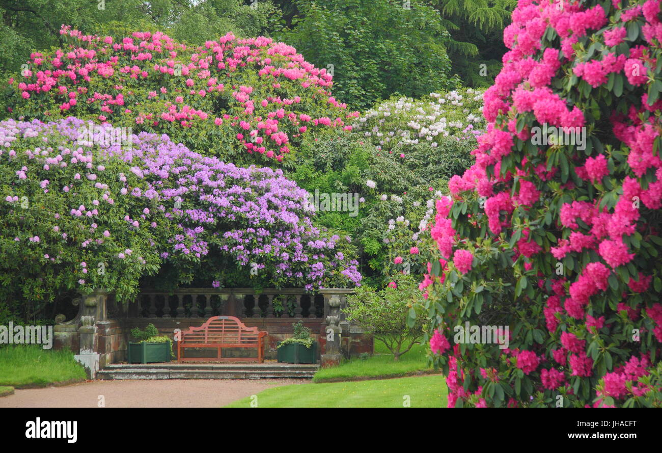 Herrliche Reife Rhododendron Pflanzen in voller Blüte in den angelegten Gärten der Wortley Hall, Sheffield, South Yorkshire, England, UK Stockfoto