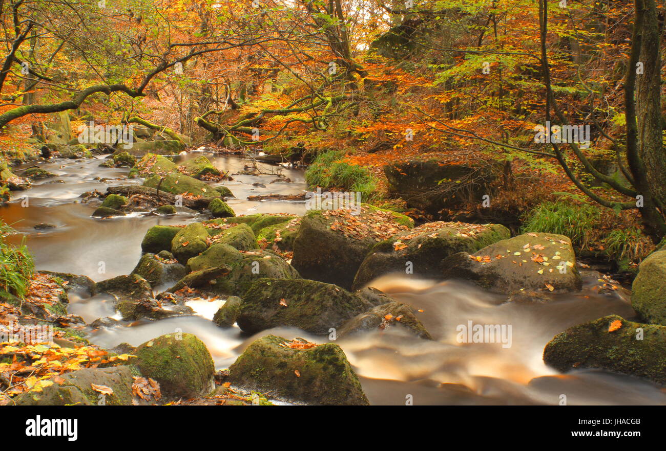 Burbage Bach stürzt durch Padley Schlucht, ein bewaldetes Tal mit öffentlichem Zugang in Derbyshires Peak District National Park, England, UK - Herbst Stockfoto