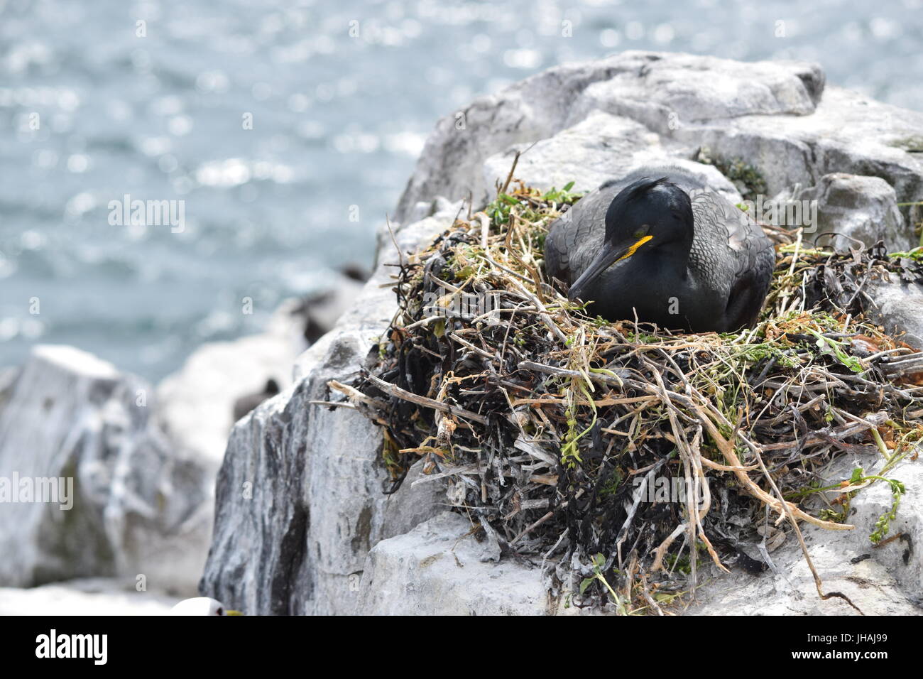 Ruhenden Schmetterling Stockfoto