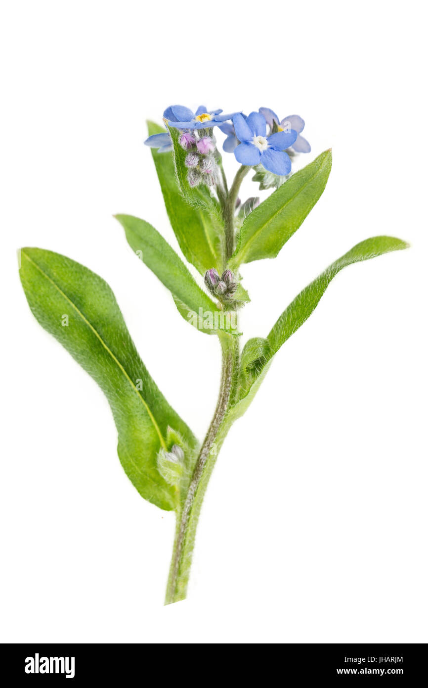 Hellblauen Blüten von Vergissmeinnicht Myosotis arvensis Stockfoto
