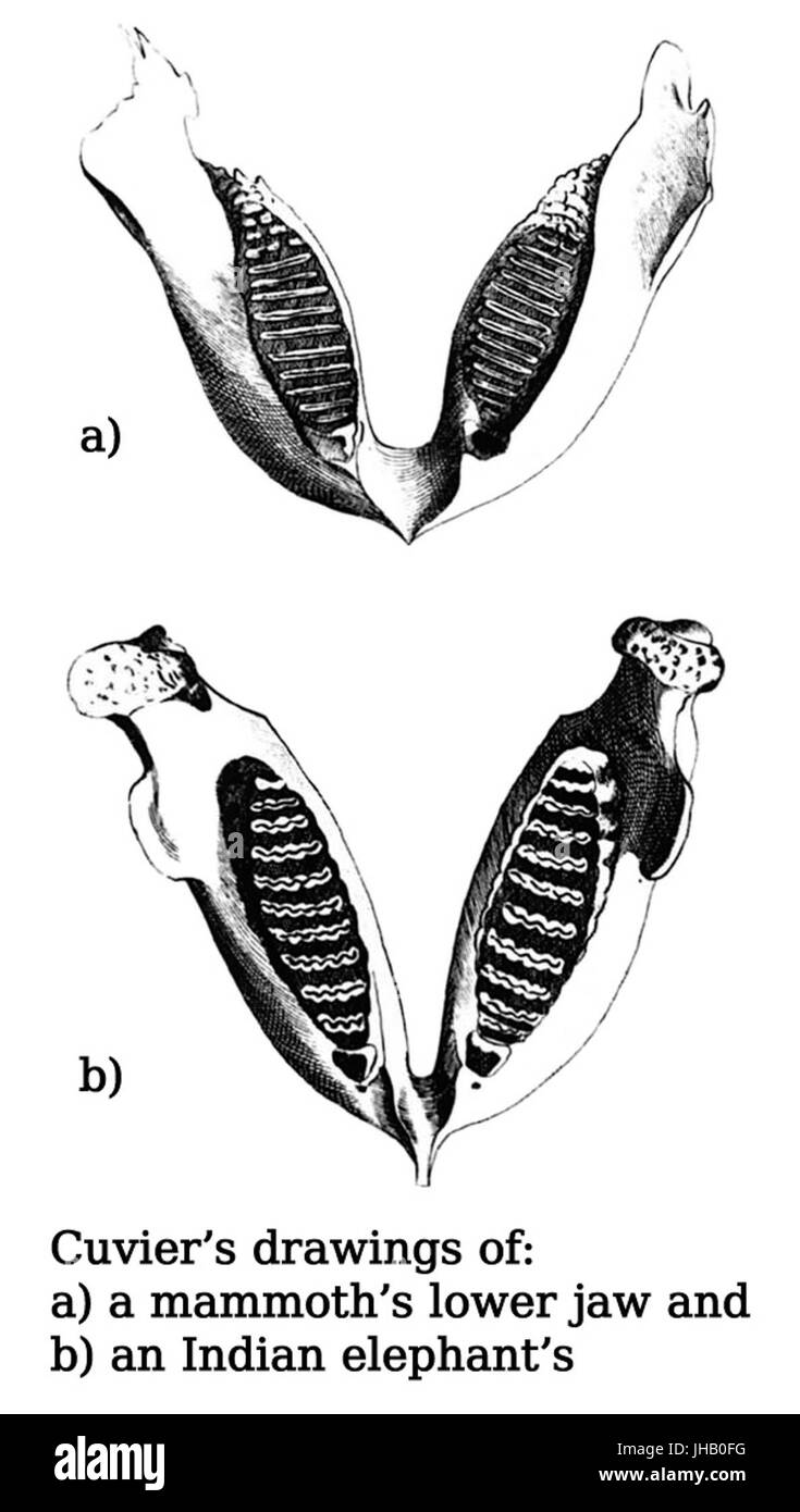 Georges Cuvier - Elefant-Kiefer Stockfoto