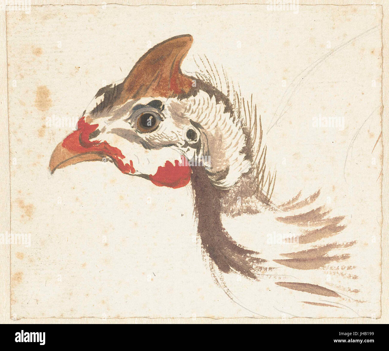 Kop van Een vogel Stockfoto