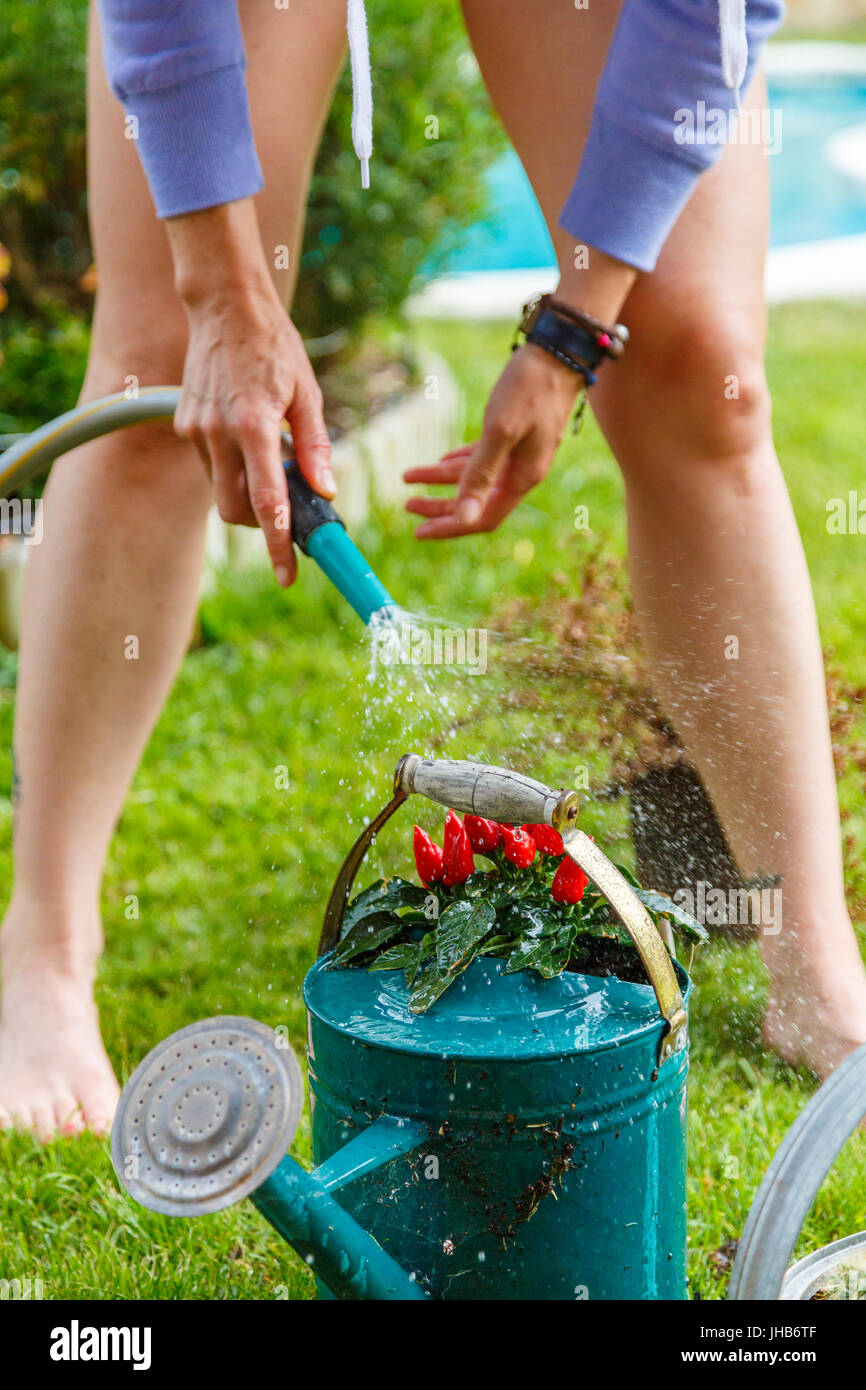 Gartenarbeit arbeitet. Frau, die eine Pflanze in einer Gießkanne bewässern. Stockfoto