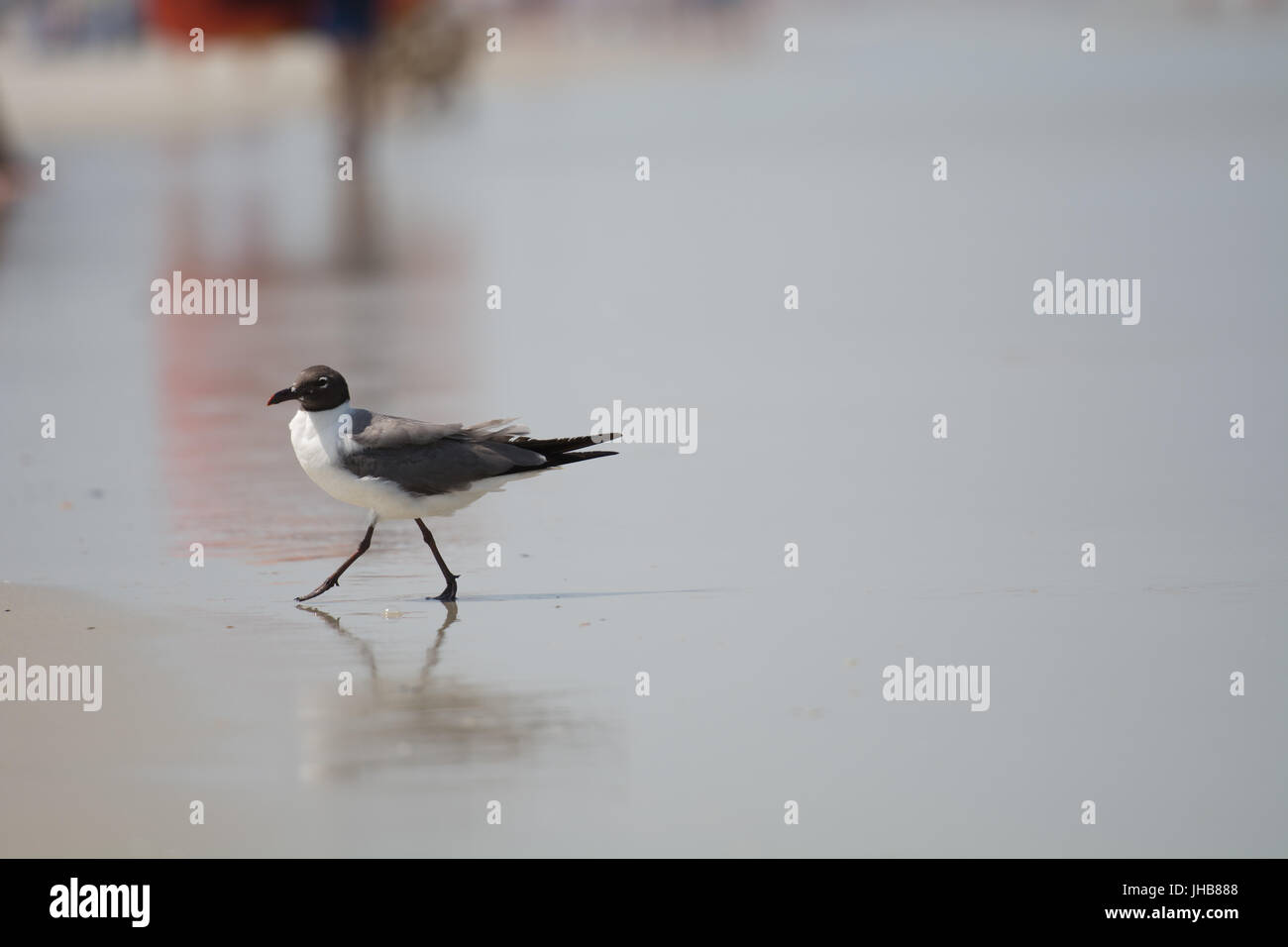 Vogel auf Amelia Island Stockfoto