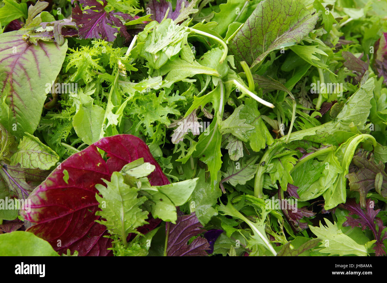 Gemischter Salat roh Blatt Feld Grüns closeup Stockfoto