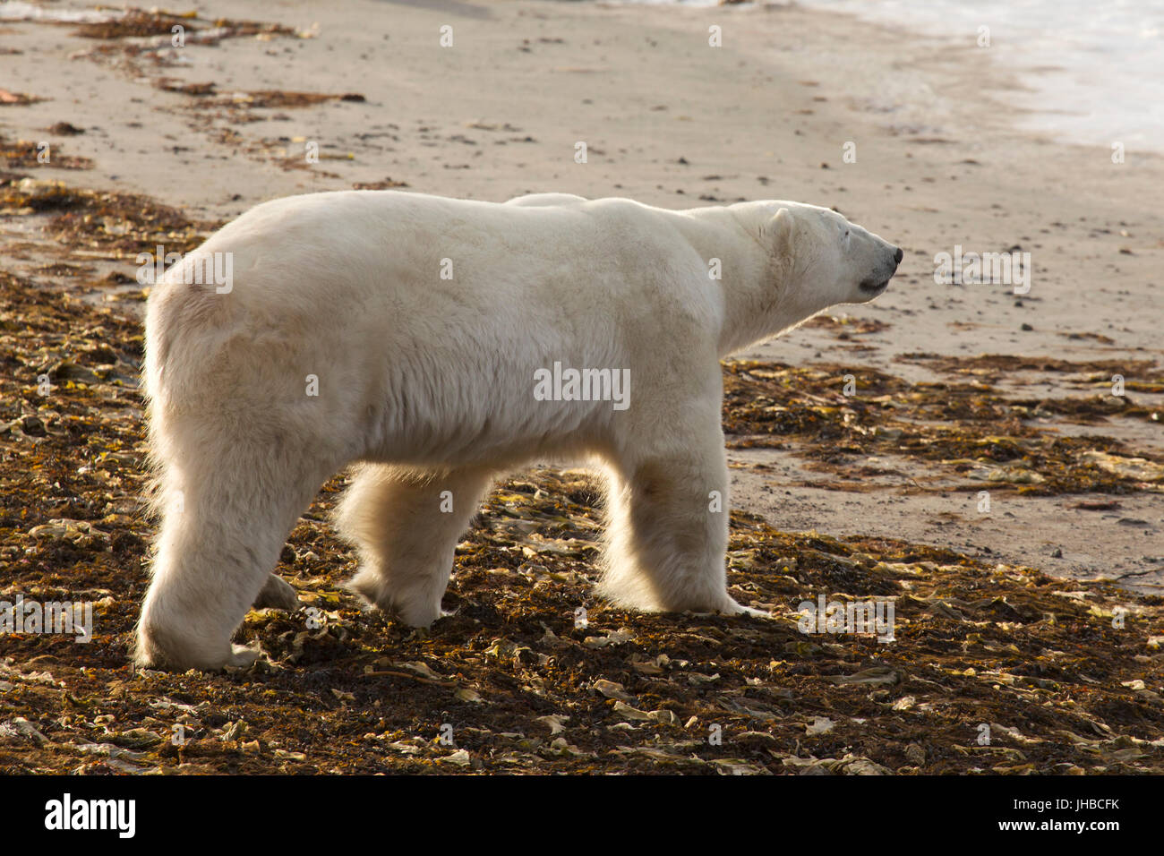 Eisbär (Ursus Maritimus) an einem Strand in Manitoba, Kanada. Eisbären sind Carniverous und Leben in der nördlichen Hemisphäre. Stockfoto
