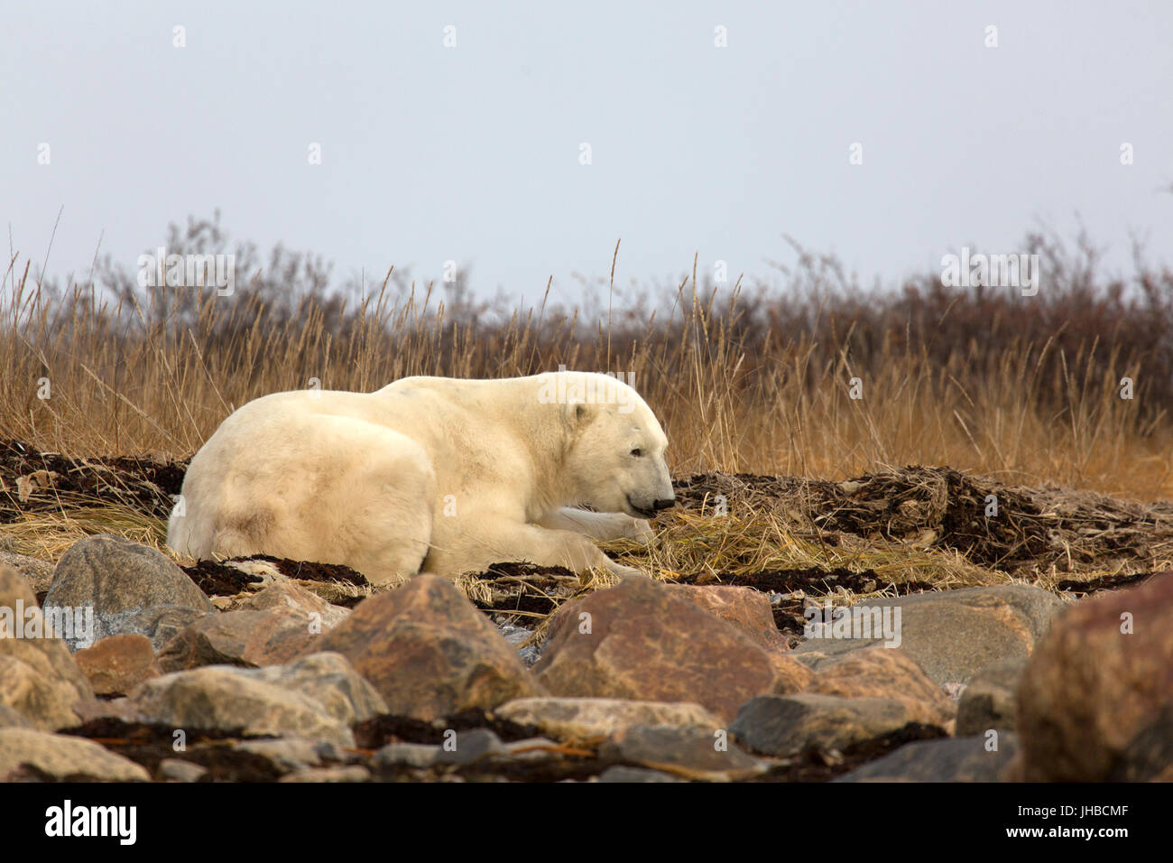 Eisbär (Ursus Maritimus) in Manitoba, Kanada. Eisbären sind Carniverous und Leben in der nördlichen Hemisphäre. Stockfoto