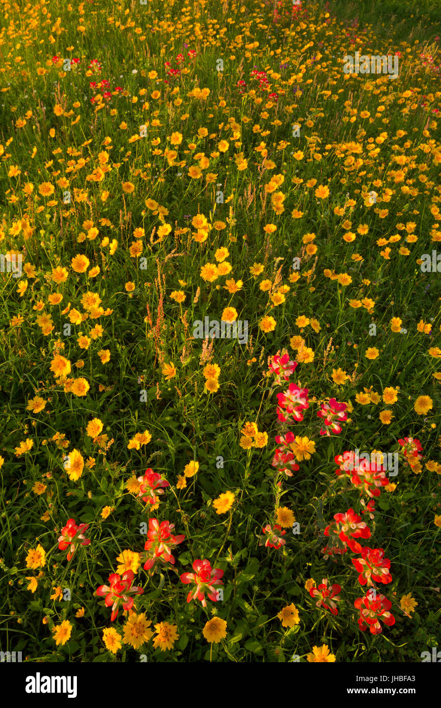 Entireleaf Indian Paintbrush (Castilleja Indivisa) und goldenen Tickseed (Coreopsis Tinctoria) wächst wild in einem Texas-Wiese. Frühling. USA Stockfoto