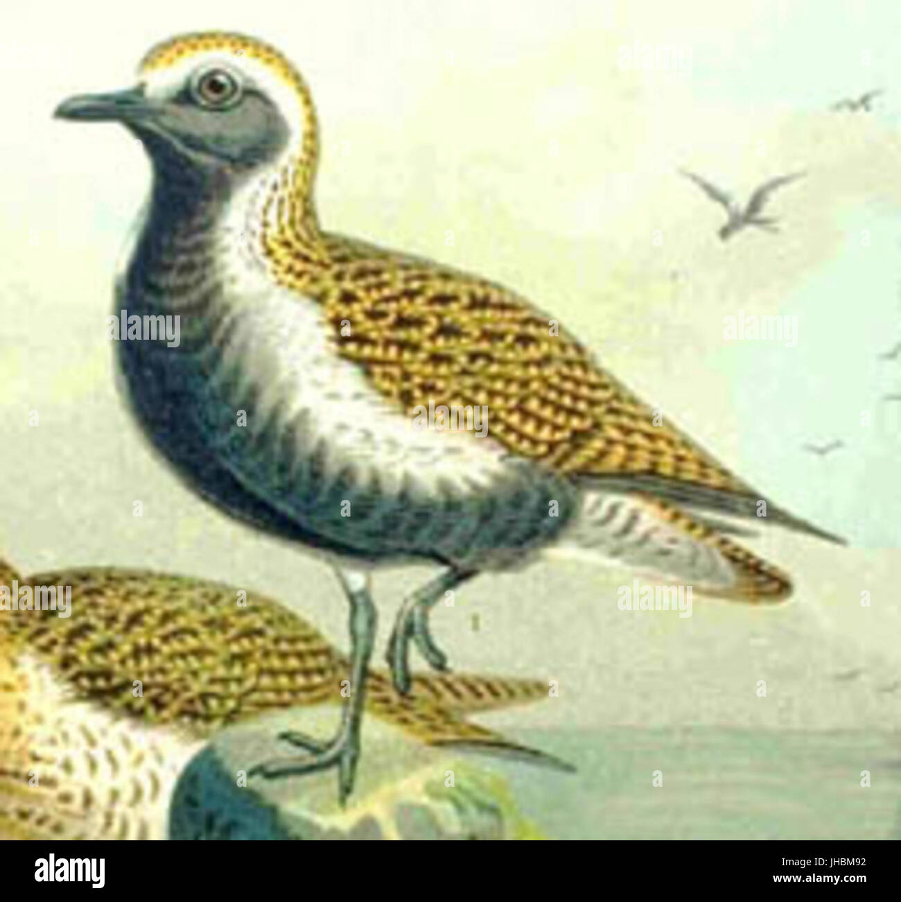 Eurasiangoldie77 Stockfoto