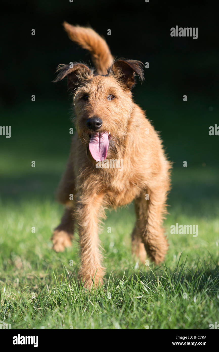 Erwachsene weibliche Irish Terrier läuft auf Kamera Stockfoto