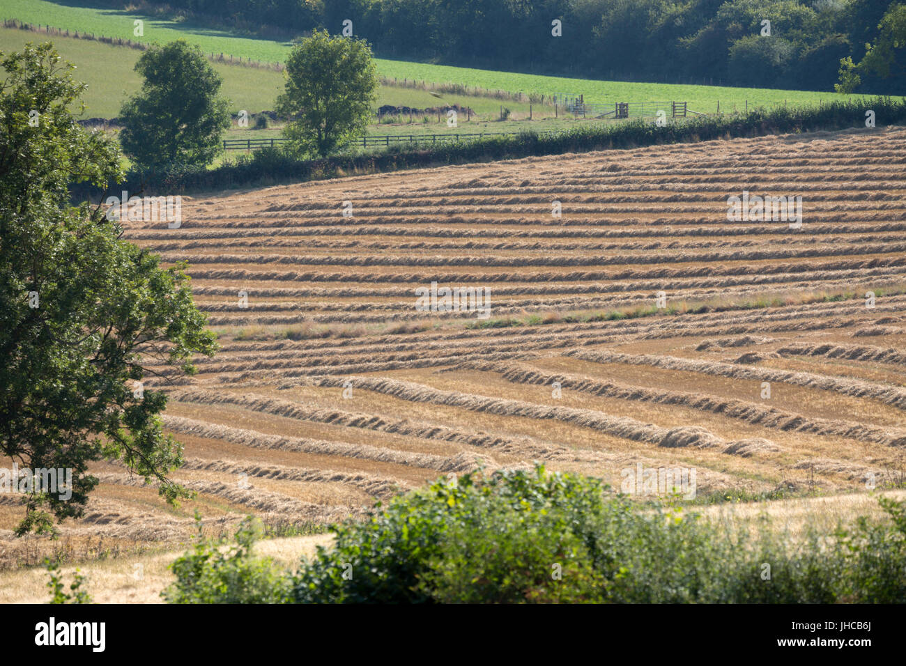 Bereich der geschnittenen Trockenrasen, Winchcombe, Cotswolds, Gloucestershire, England, Vereinigtes Königreich, Europa Stockfoto