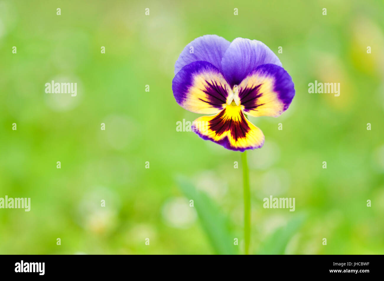 Makro-Bild des einzigen dreifarbige violette Blume im grünen Feld stehen, im Frühjahr Stockfoto