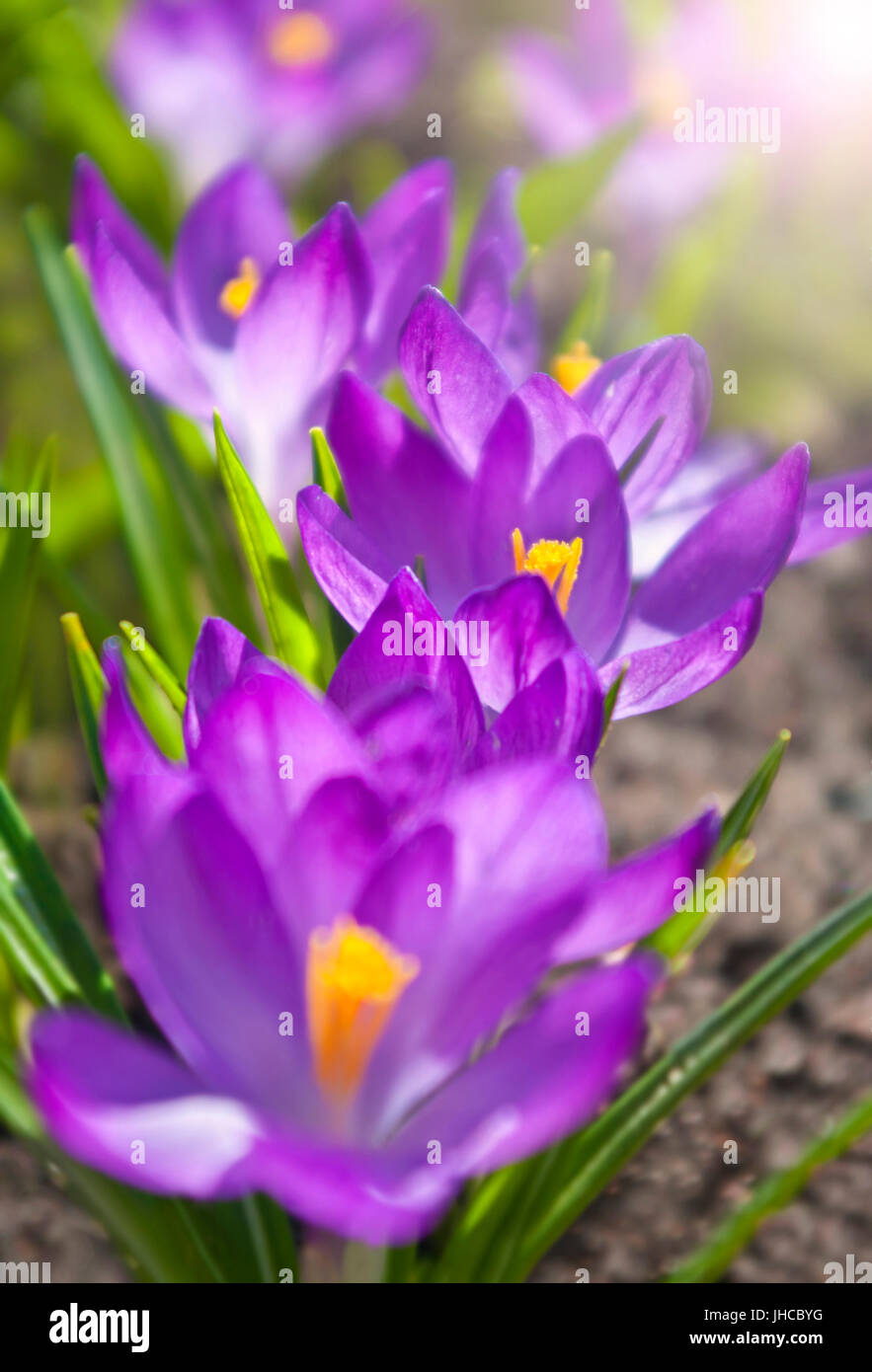 Makroaufnahme der Gruppe von lila Krokus Blumen auf sonnigen Tag mit geringen Schärfentiefe aufgenommen Stockfoto