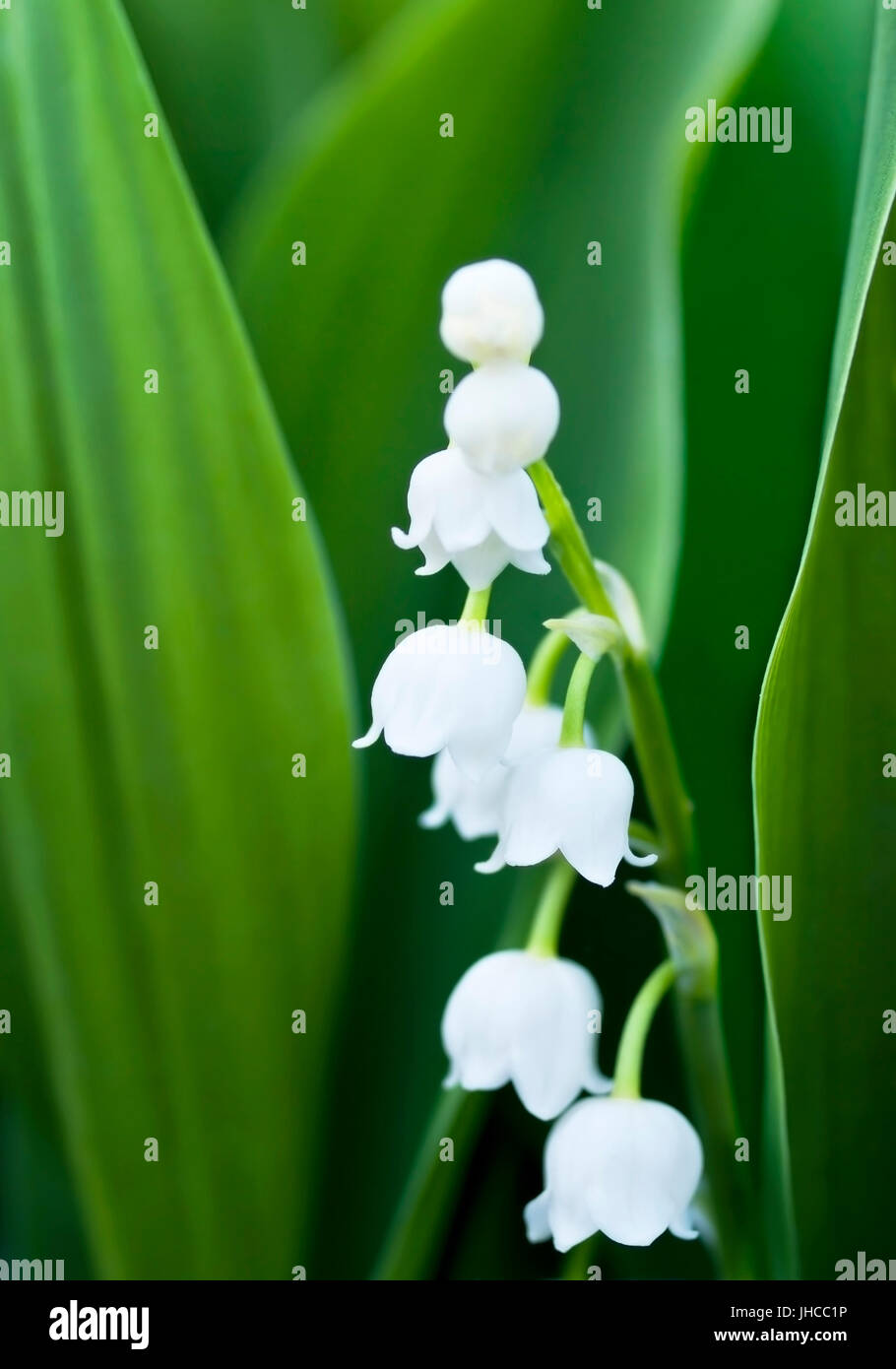 Lilly der Walley Blumen mit Blättern im Wald kann Stockfoto