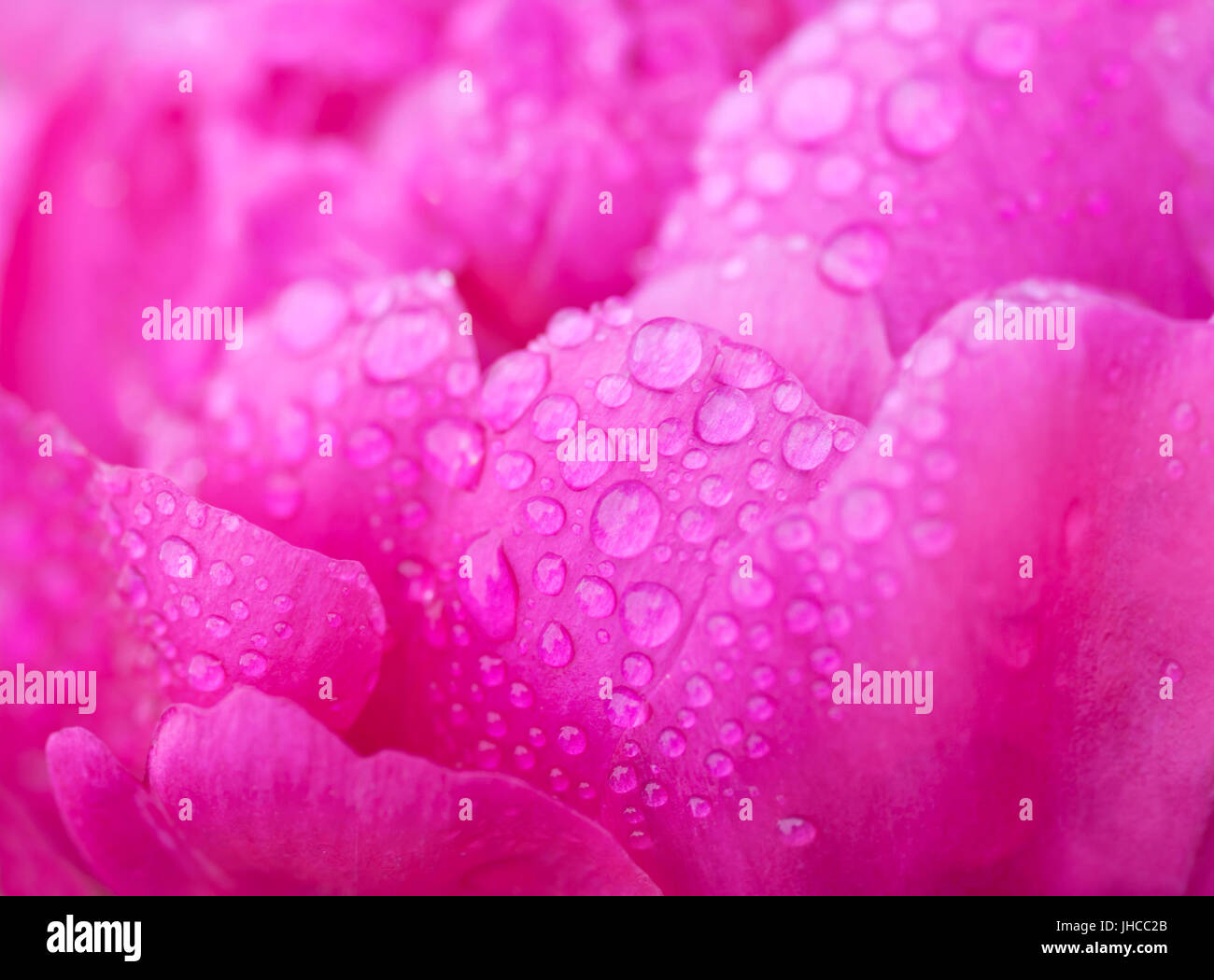 Rosa Pfingstrose Blütenblätter mit Wasser Tropfen, Makro Stockfoto