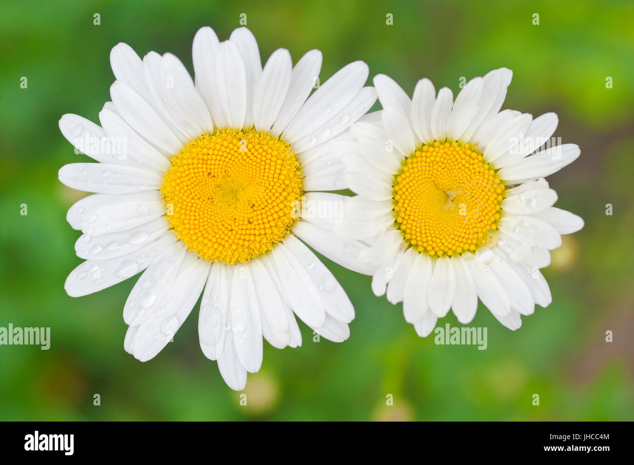 zwei weiße Gänseblümchen Blumen Makro Stockfoto