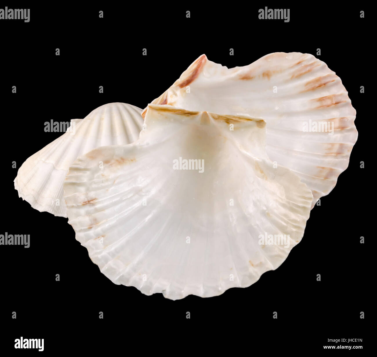 Weißen Muscheln, isolierten Ausschnitt, dunklen Hintergrund. Stockfoto