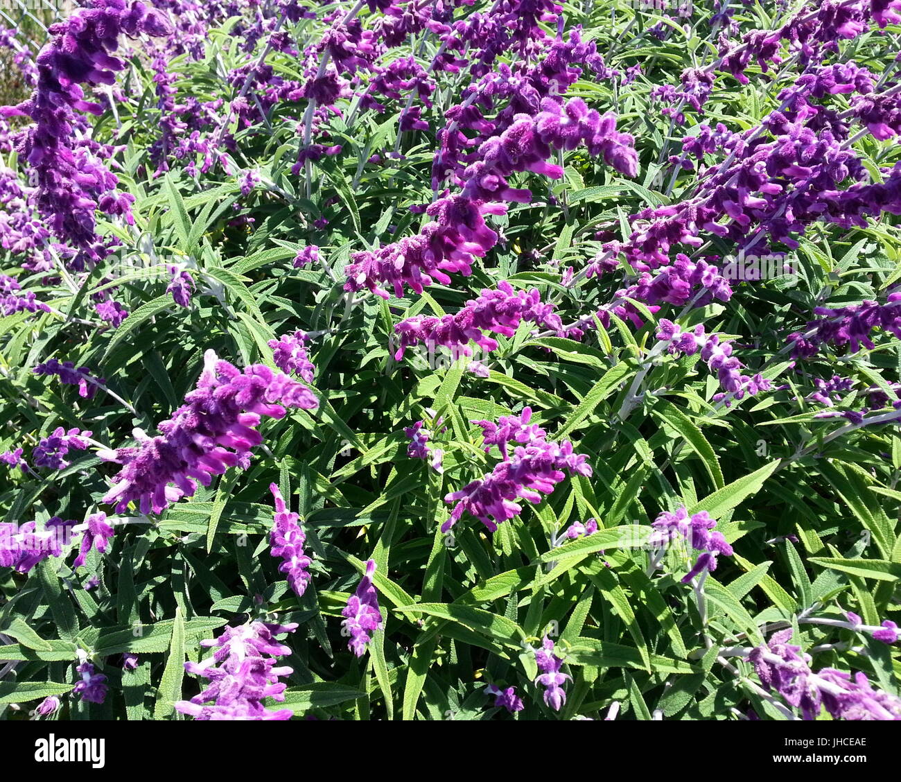 Längliche lila Blume Stockfoto