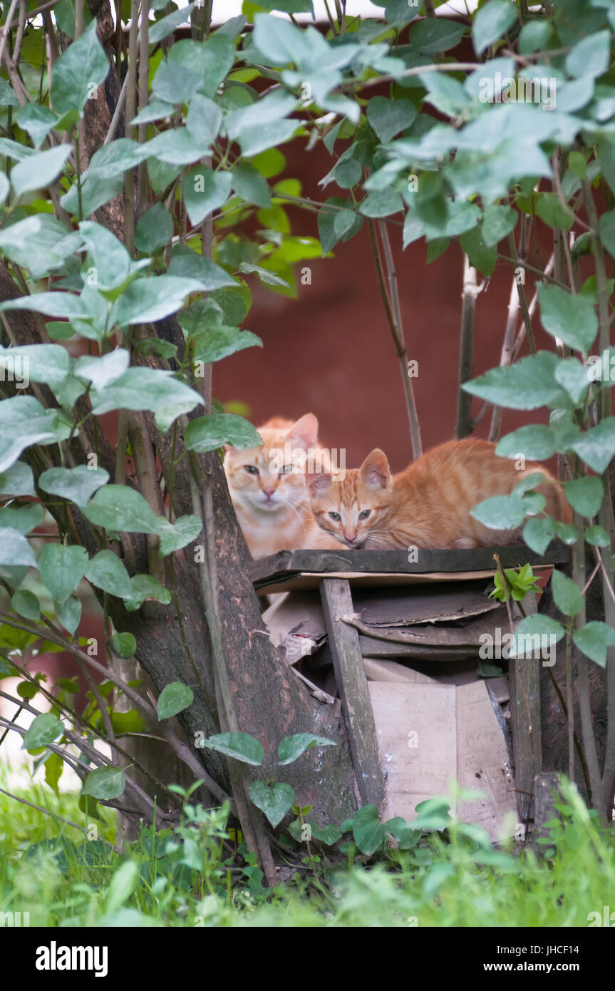 Mutter Katze und ihr Kätzchen liegend auf Holzkiste, umrahmt von grünen Pflanze Stockfoto