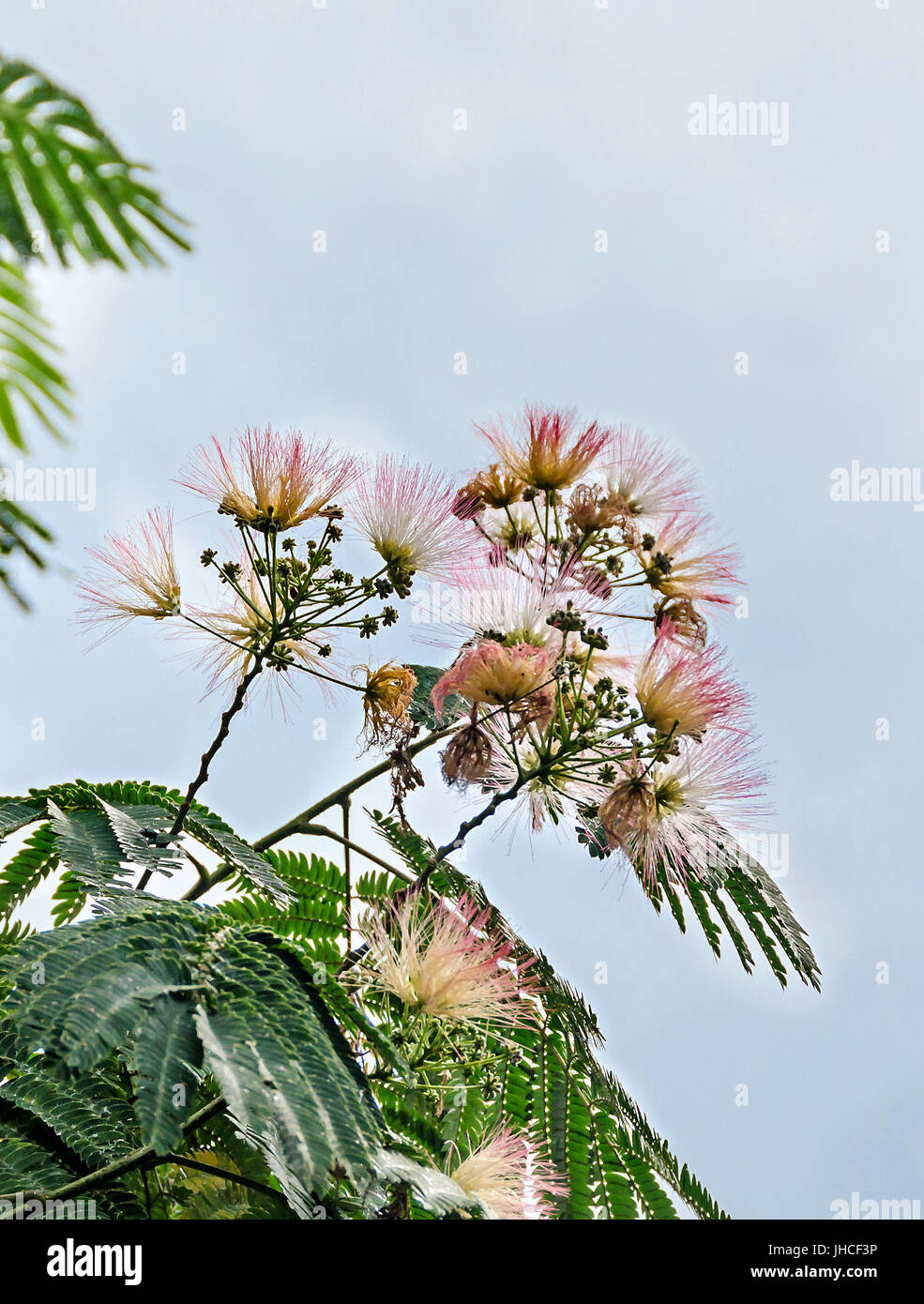 Albizia Julibrissin Baum Blume, persischer Silk Baum, Rosa Seide Baum, Nahaufnahme Stockfoto