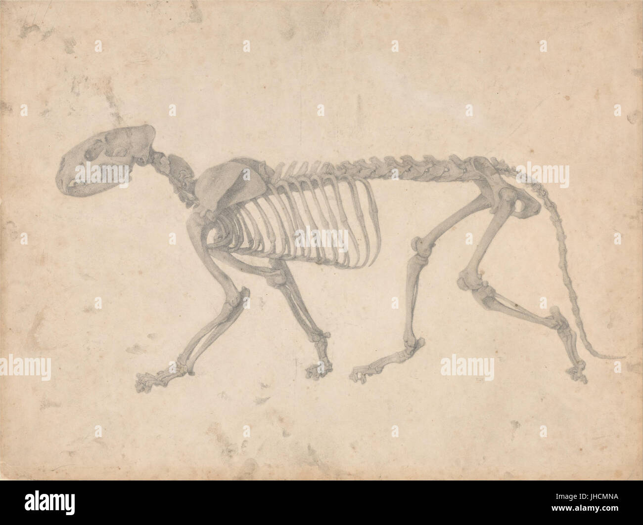 George Stubbs - A vergleichende anatomische Darstellung der Struktur des menschlichen Körpers mit dem ein Tiger und ein Co... -(2342974) Stockfoto