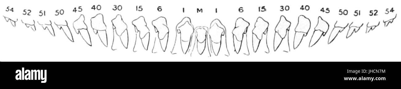 Geomalacus Maculosus schlosseri Stockfoto